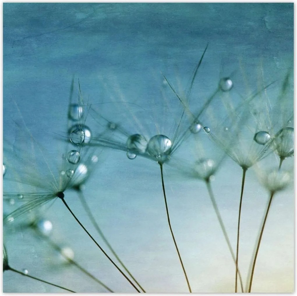 Poszterek 100x100 Pitypang Virág Virágok