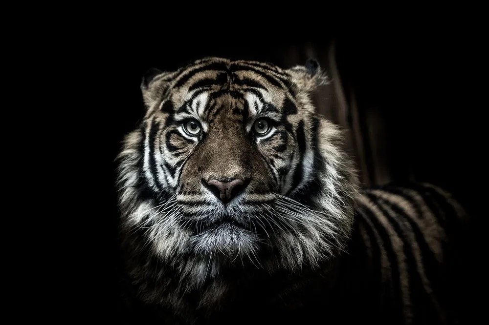 Fototapeta tigris