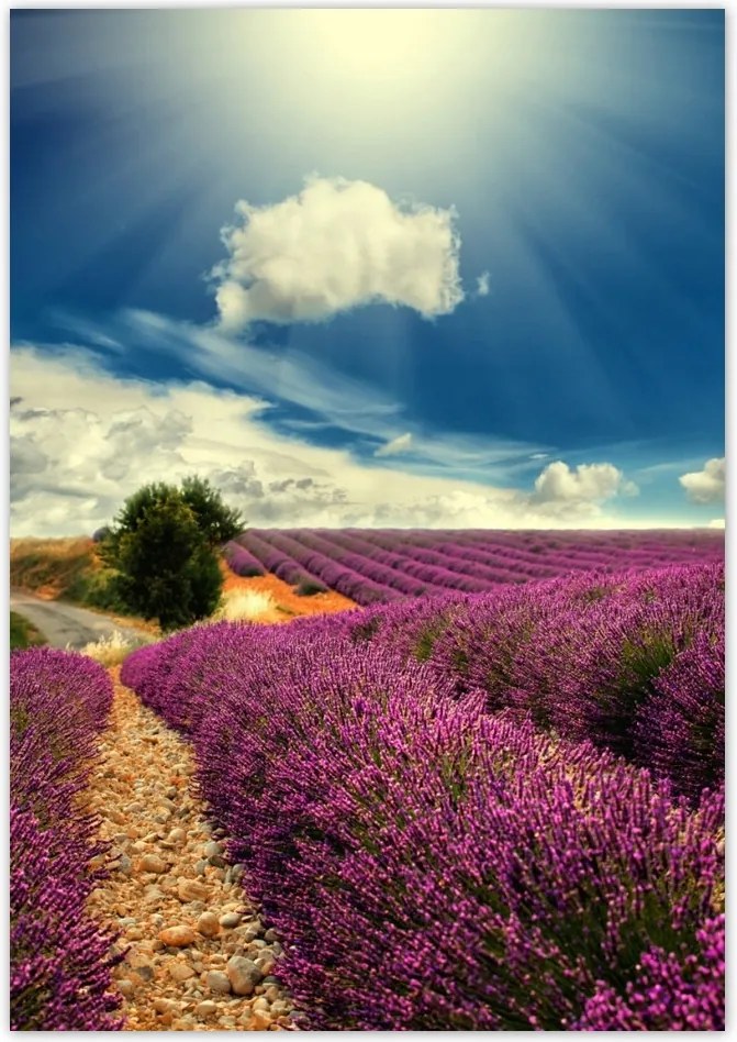 Poszterek 70x100 Levendulamező