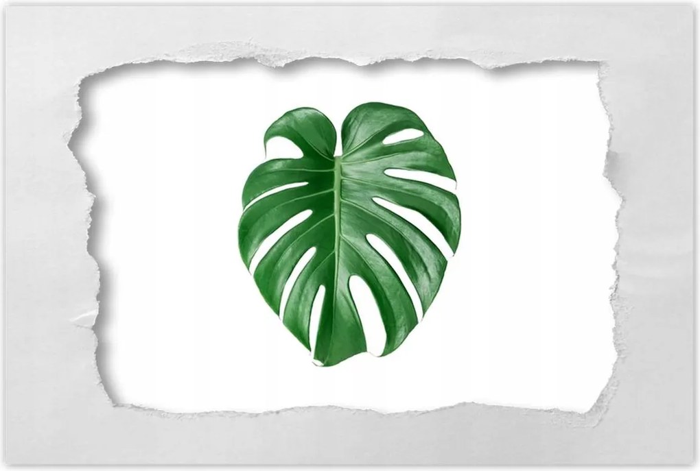Poszter 60x40 Monstera Lyukas levél