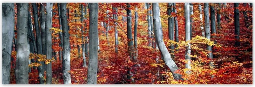 Poszterek 200x66 Tájkép