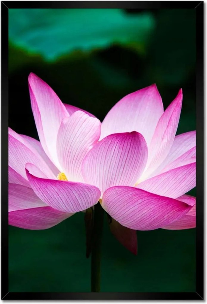 Poszterek keretben 40x60 Lótuszvirág