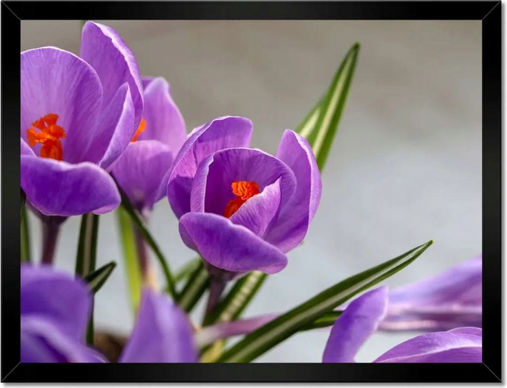 Poszterek keretben 40x30 Krokus Virágok