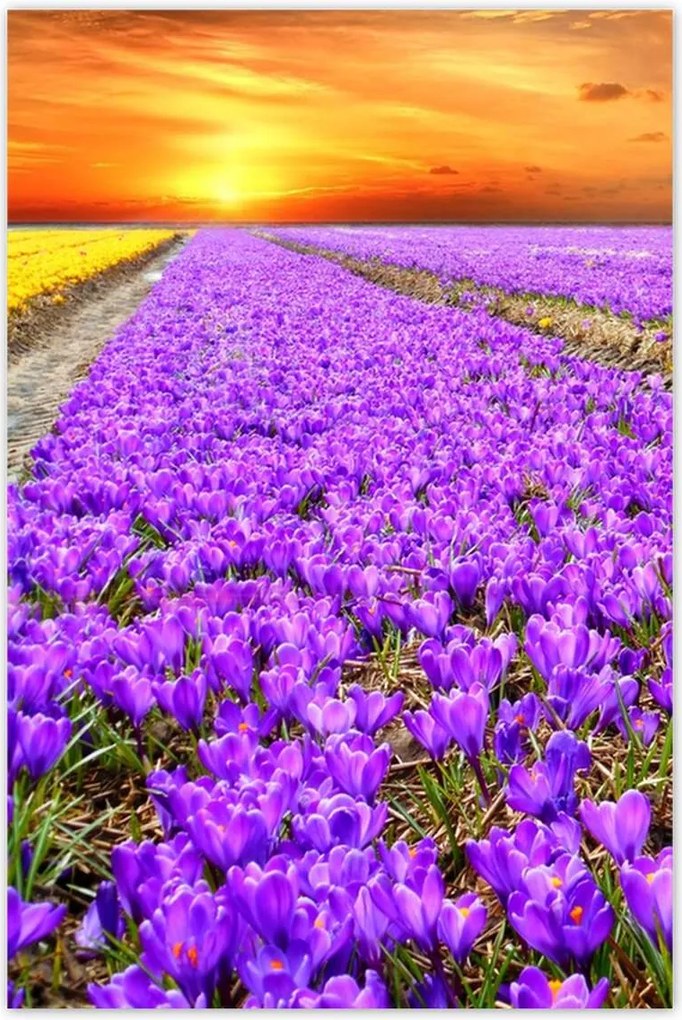 Poszterek 60x90 A krókuszok tengere