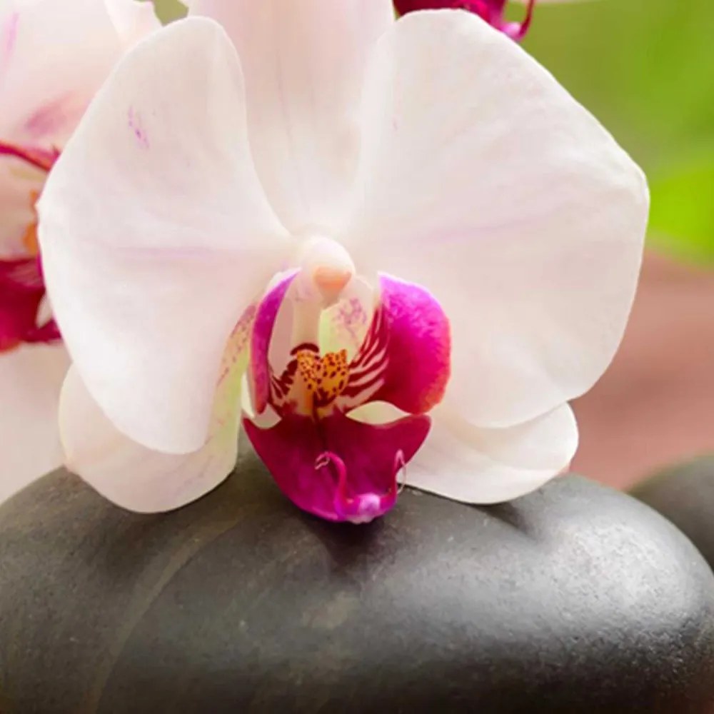 Gario Paraván Orchidea és csillogó kövek Méret: 180 x 170 cm, Kivitelezés: Klasszikus paraván