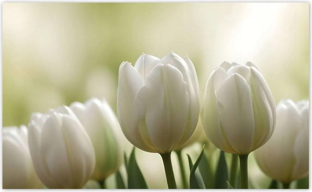 Fotótapéták 416x254 Fehér tulipánok