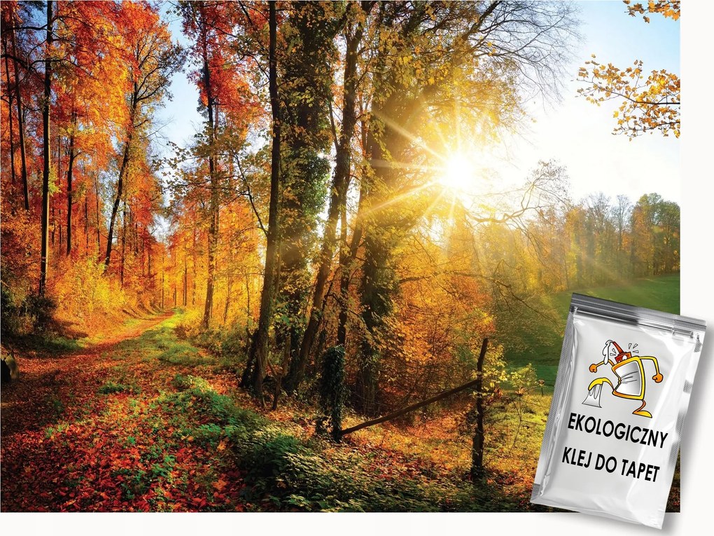 Fotótapéta Flizelina Természet Erdő Ősz Tájkép Nap 250x175 ragasztó