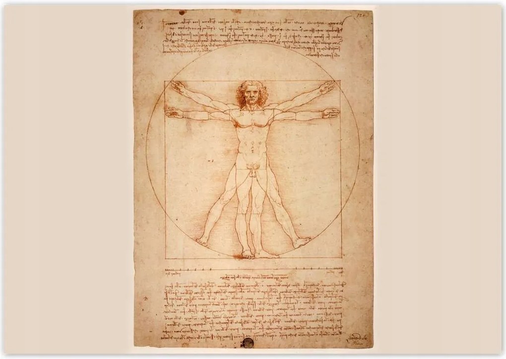 Fotótapéták 312x219 Vitruvius ember