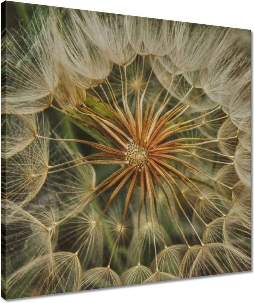 Vászonkép 50x50 Pitypang Virág Virágok