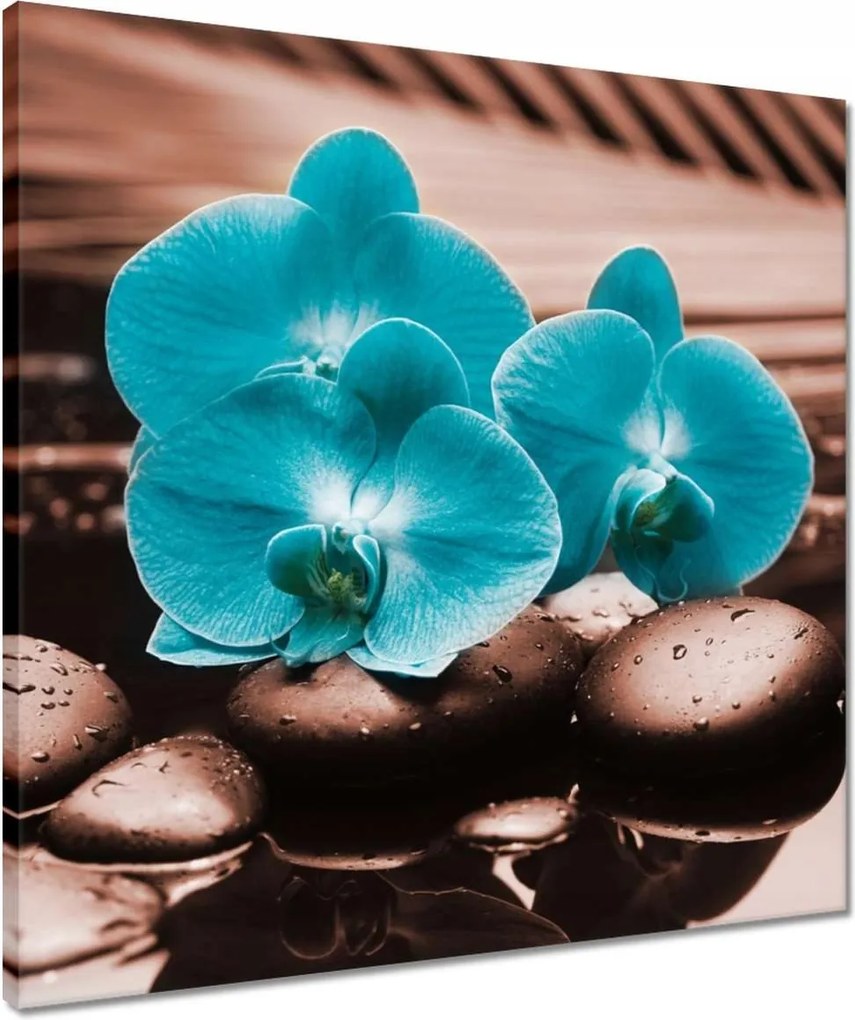 Vászonkép 50x50 Türkiz orchidea