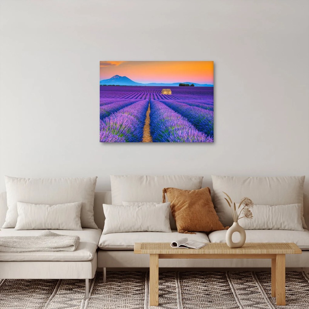 Kép - Levendula mező (70x50 cm)