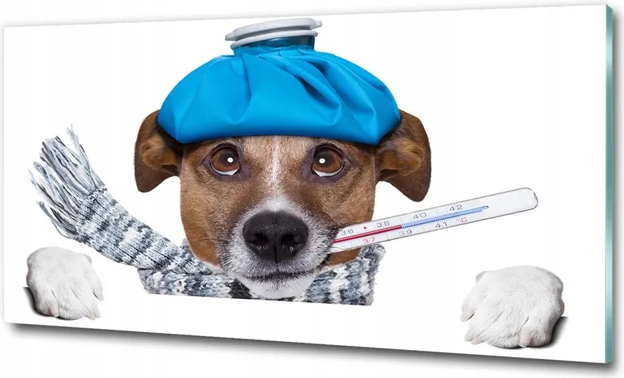 Fotó-kép edzett üveg Beteg kutya 100x70