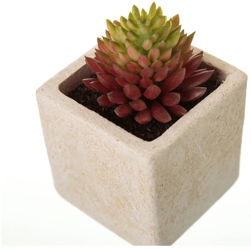 Műnövény szett 6 db-os (magasság 9,5 cm) Cactus – Casa Selección