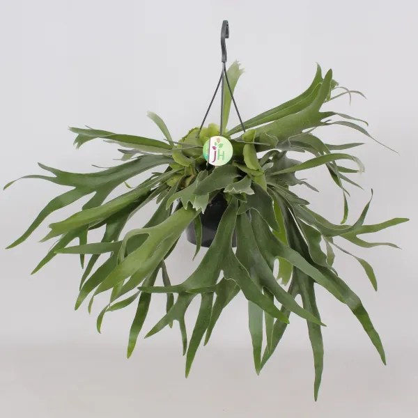 SZARVASAGANCS PÁFRÁNY CS:21CM PLATYCERIUM BIFURCATUM