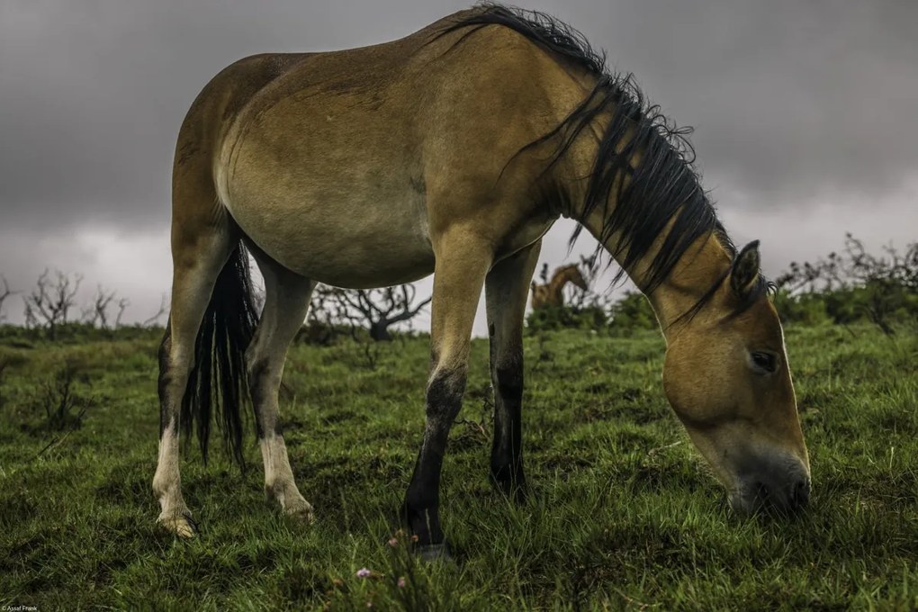 Poszter 45x30cm Ló a füves területen, Assaf Frank