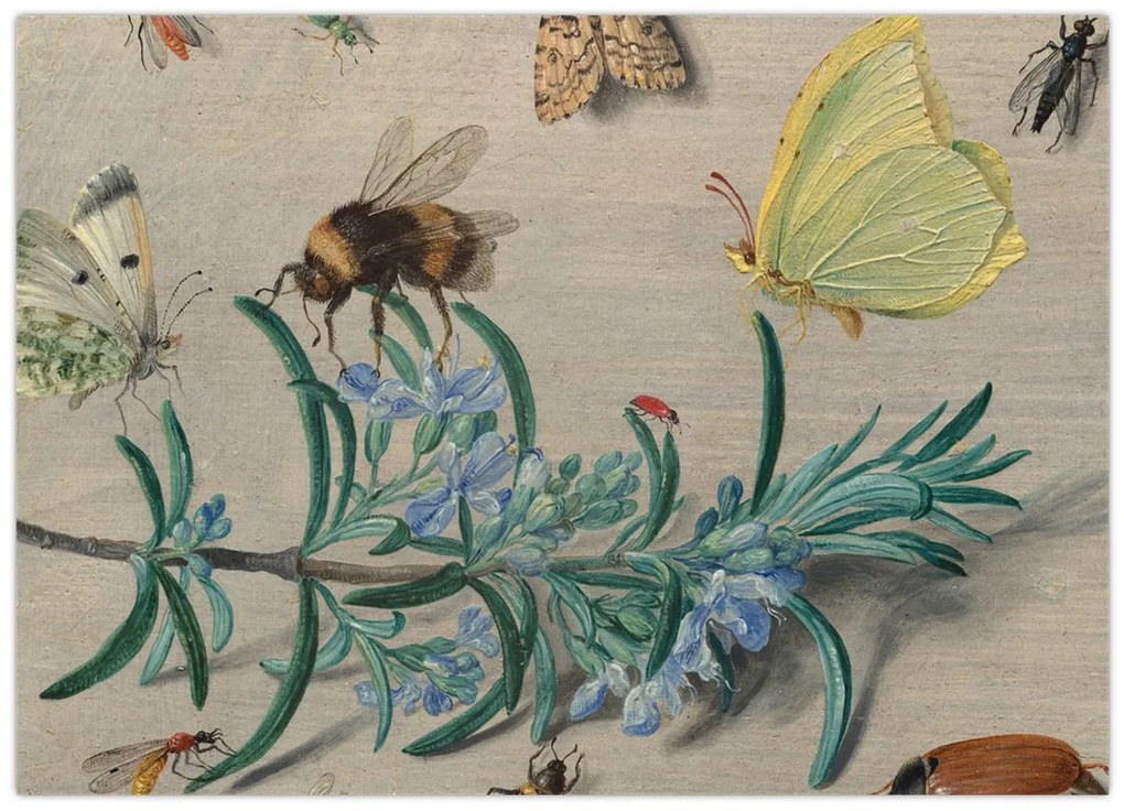 Kép - Jan van Kessel the Elder, Insects and a Sprig of Rosemary, reprodukciók (70x50 cm)