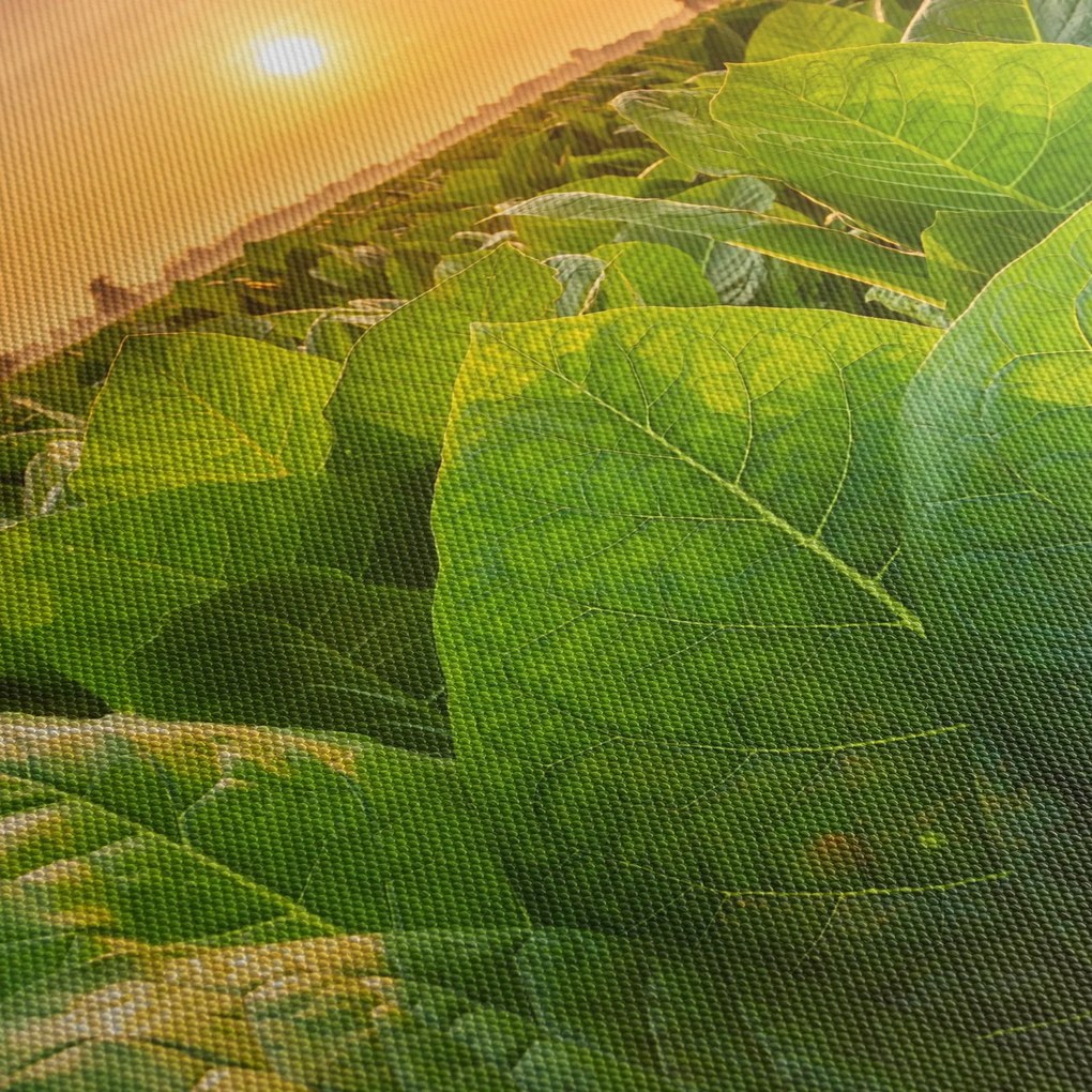 Kép - Mező (90x60 cm)