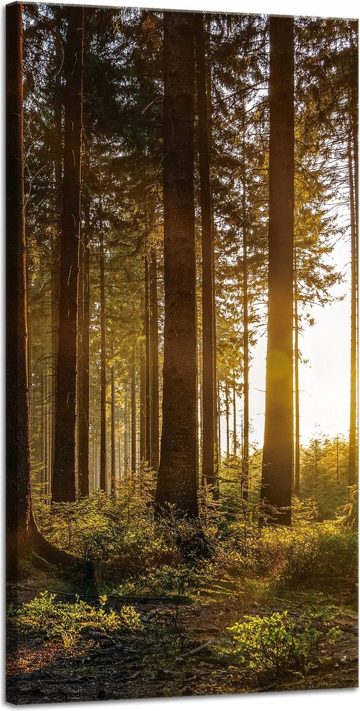 Vászonkép Naplemente Erdő Fák Természet 40x80 cm