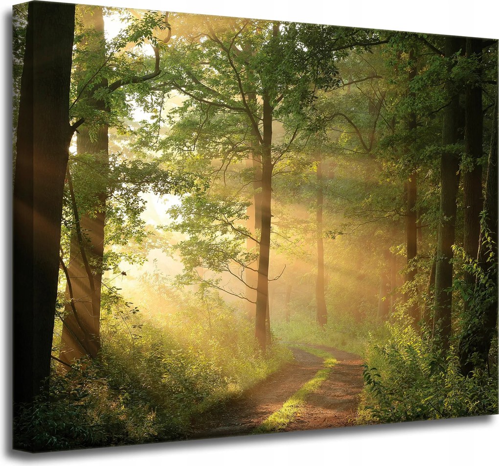 Vászonkép Napfény Erdő Ösvény Természet 50x40 cm