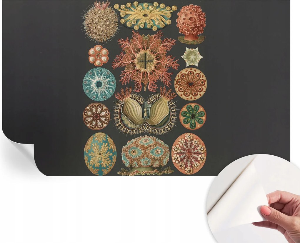 Dekoratív Öntapadós Tapéta Divatos Tengeri Minták Inspirációk 416x254 cm