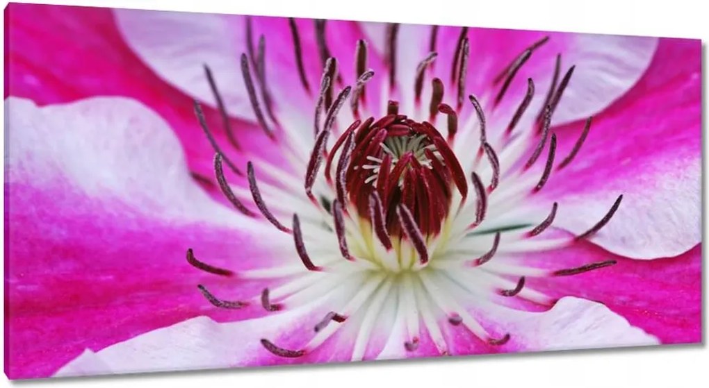 Vászonkép 115x55 Fehér-lila szirmok