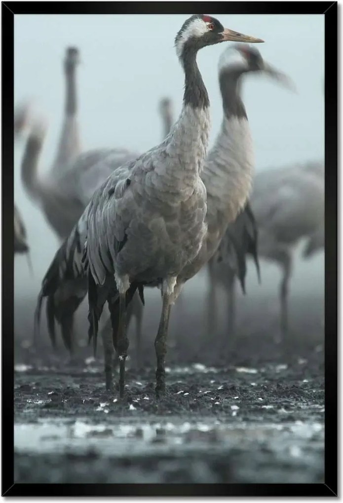 Poszterek keretben 40x60 Darvak a ködben