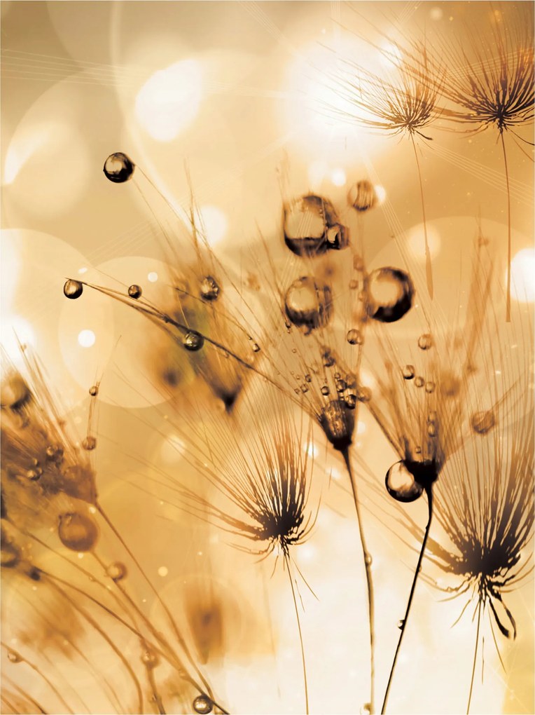 Fotótapéta Növekvő pitypangok a harmatban finom bokeh 206x275 +ragasztó