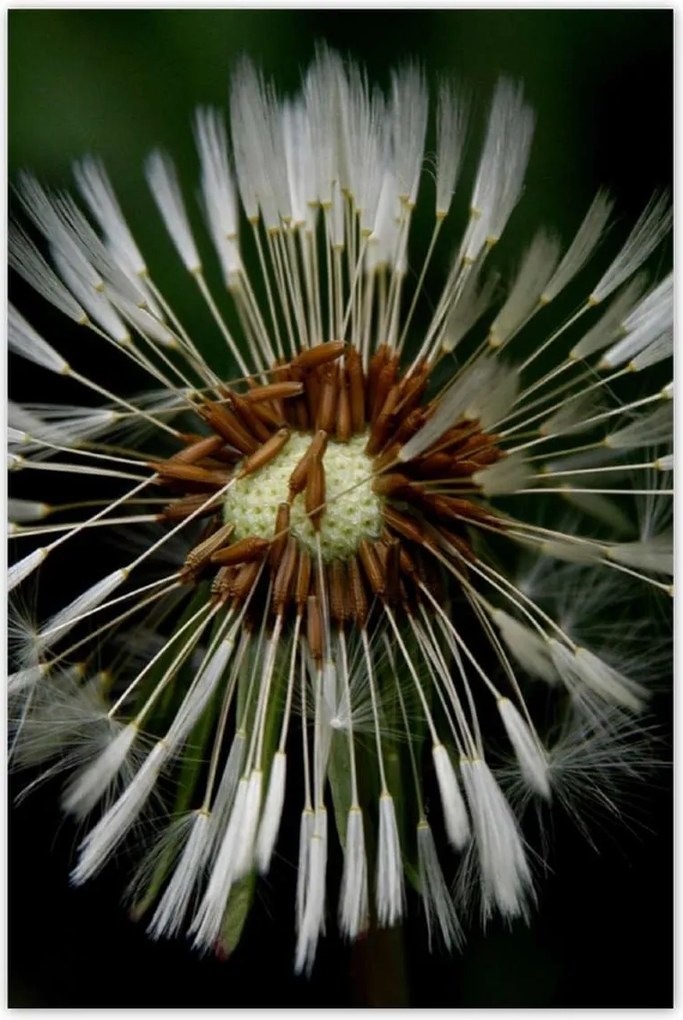 Poszterek 80x120 Pitypang Virág Virágok