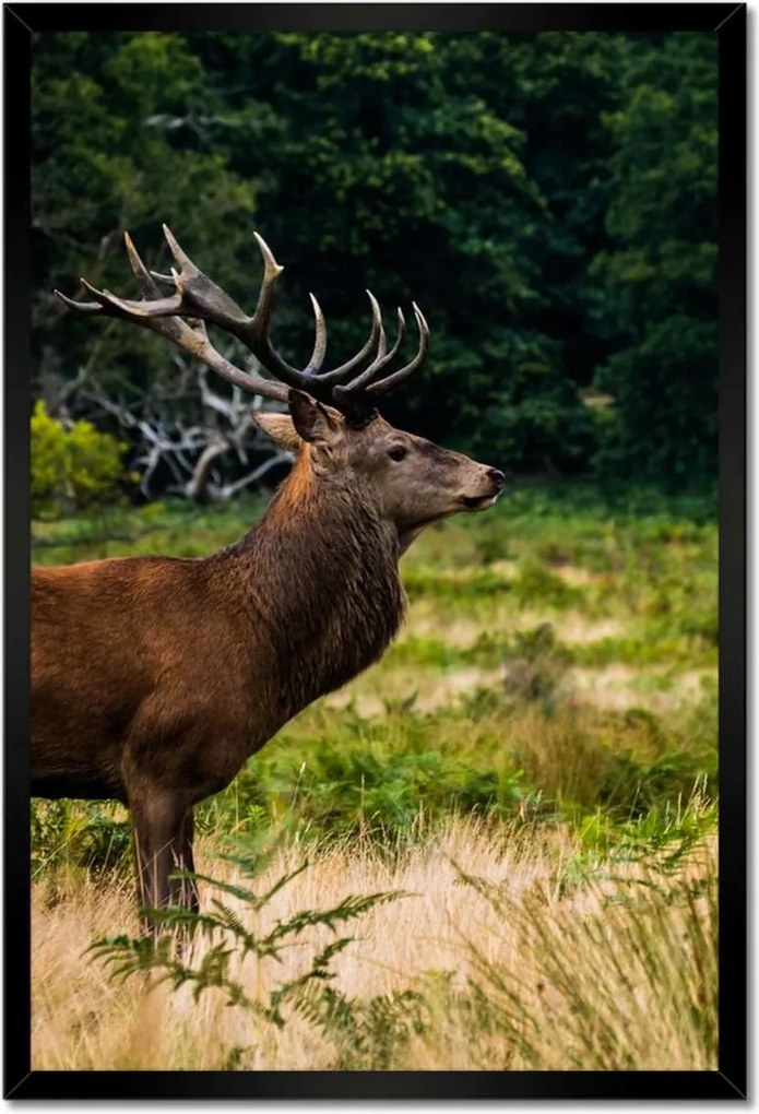 Poszterek keretben 40x60 Óriás szarvas Tájkép