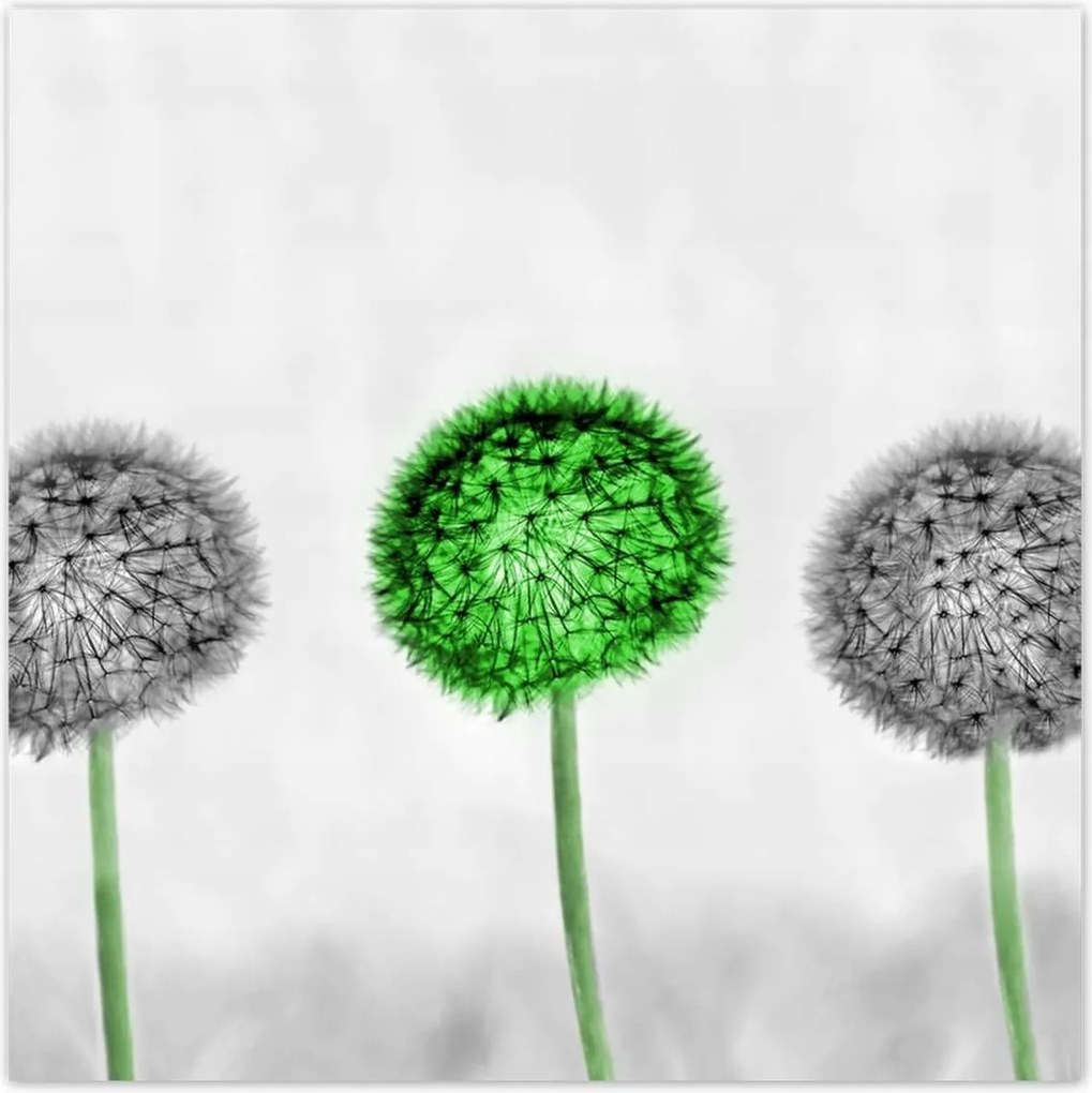 Poszterek 100x100 Pitypangok