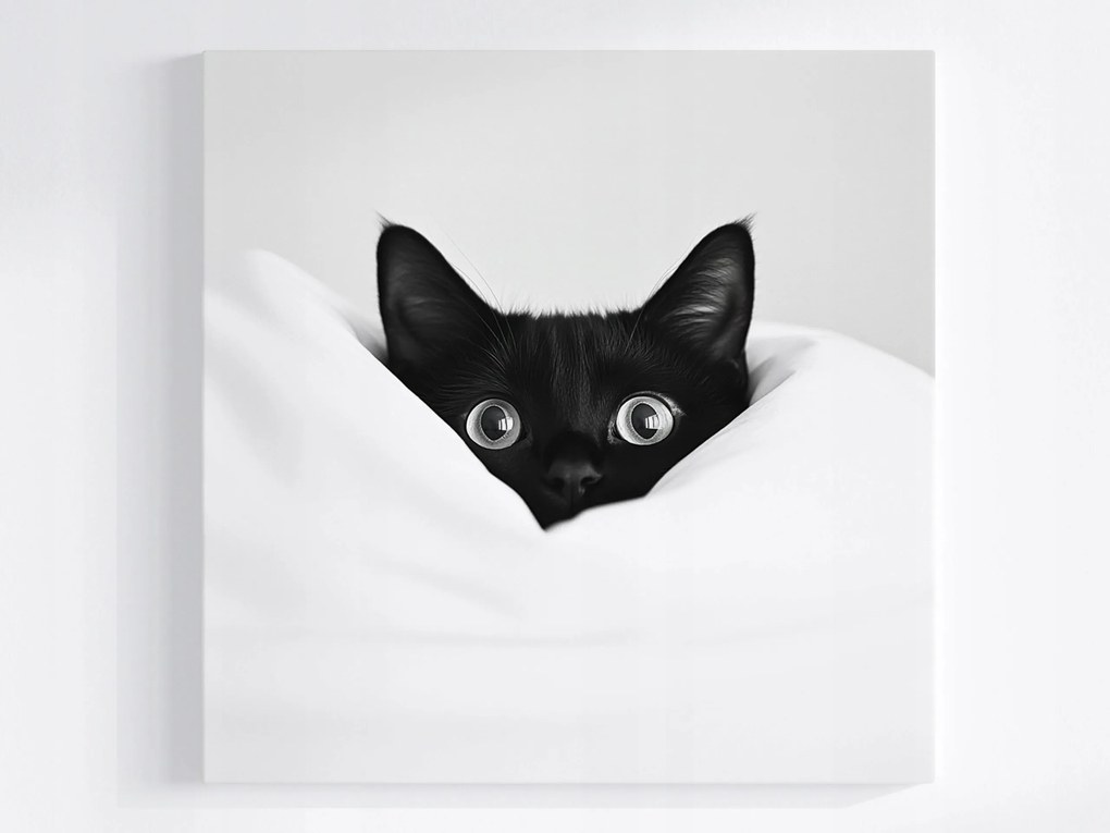 Canvas Vászonkép Fekete Macska Fehér Takaró Meglepetés Szemek 80x80