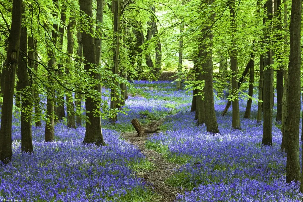 Poszter 30x20cm Ösvény az erdőben Bluebell, Assaf Frank