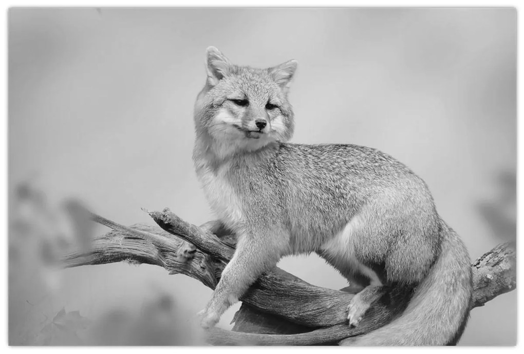 Kép - Szürke róka (90x60 cm)