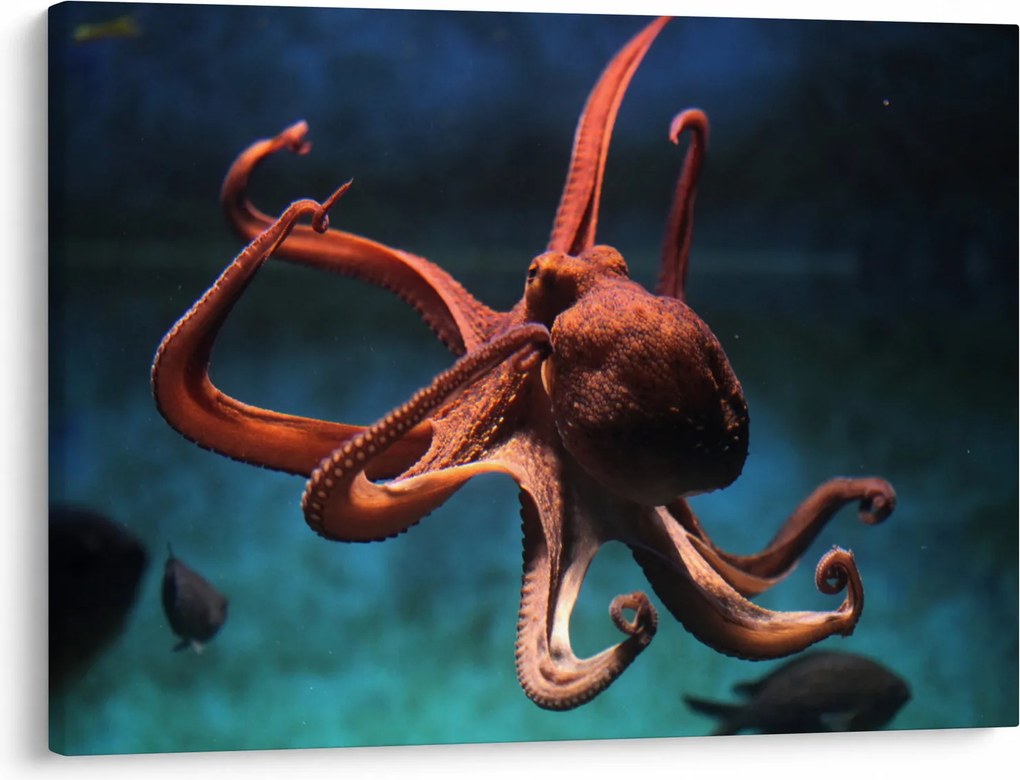 Kép - Octopus (70x50 cm)