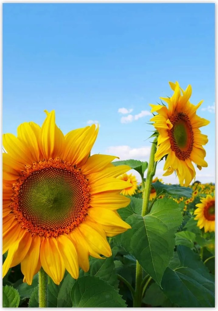 Poszterek 70x100 Napraforgók Égbolt