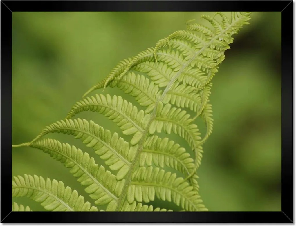 Poszter keretben 40x30 Páfrányok Erdő Zöld levél