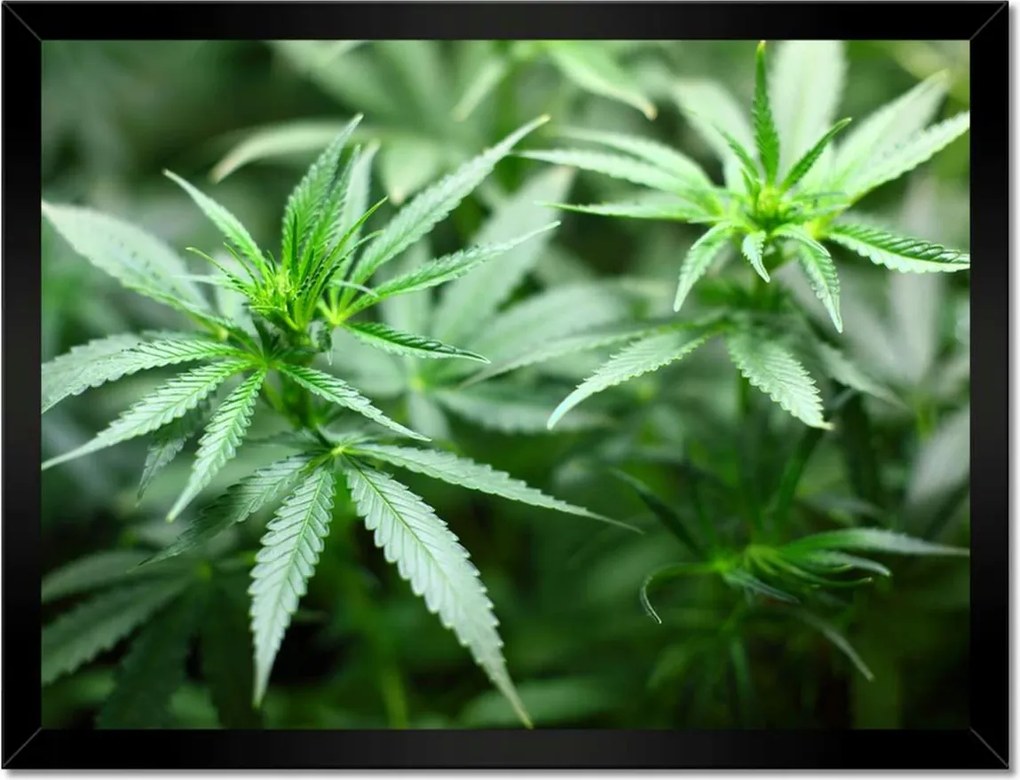 Poszterek keretben 40x30 Kender Bokor