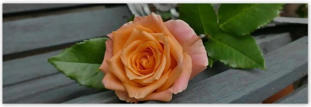 Poszterek 200x66 Rózsa Virág Virágok Rózsa