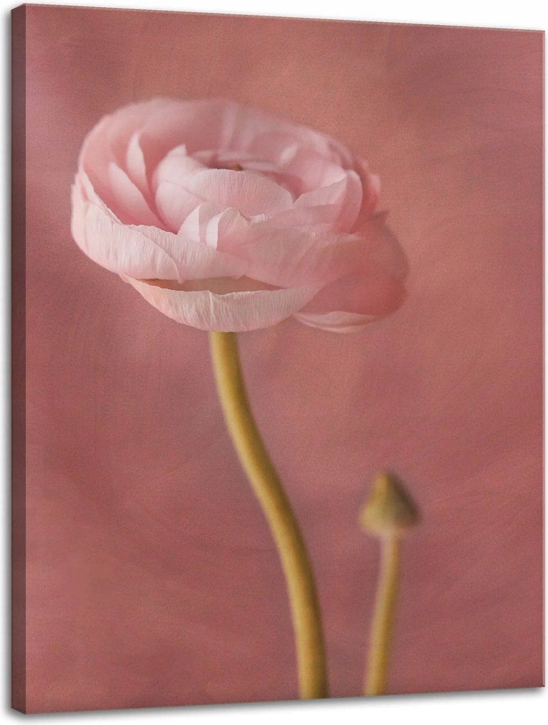 Vászonkép Botanika Bazsarózsa 30x40 cm