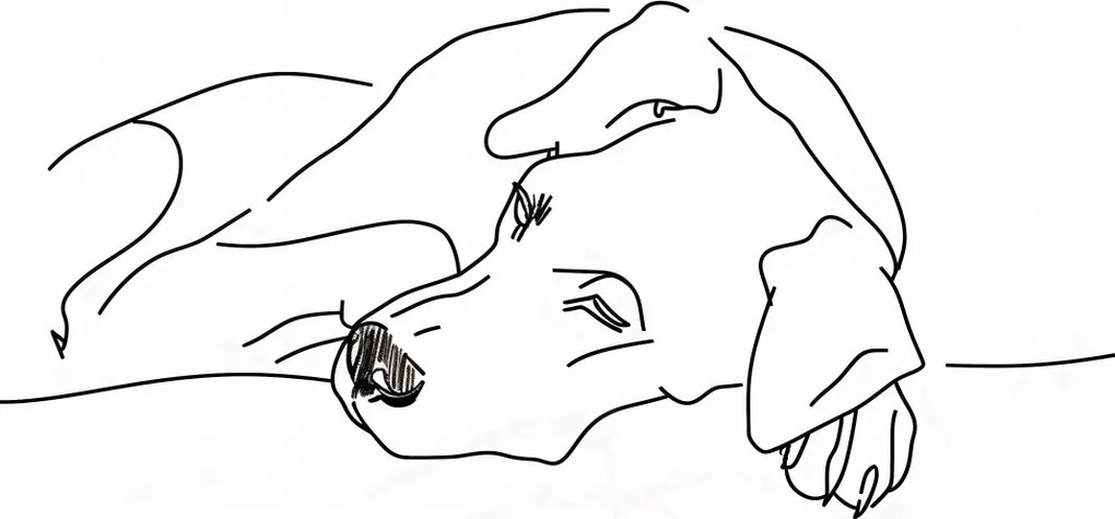 Poszter 40x50cm Kutya pihenés