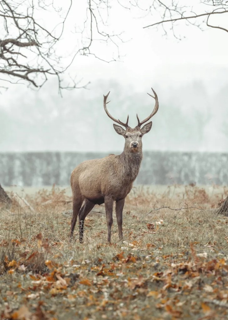 Poszter 50x70cm Szarvas az erdőben, Assaf Frank