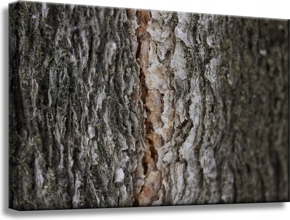 Vászonkép Természet Fakéreg Varázslat Erdő Fák 60x40