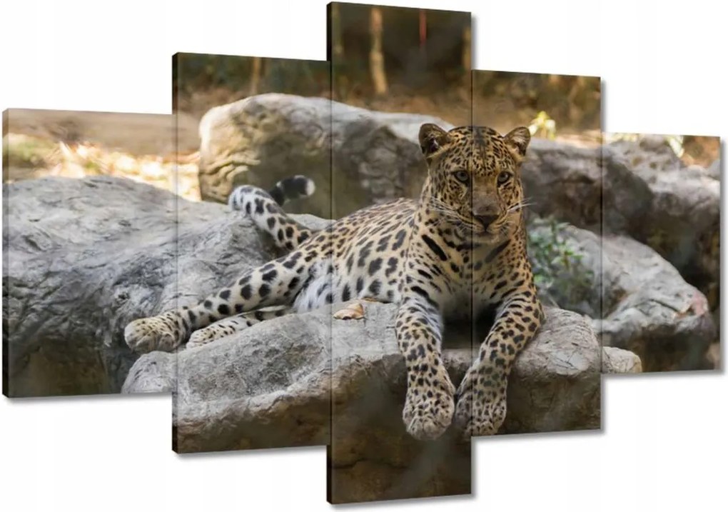 Festmények 120x80 Leopárd