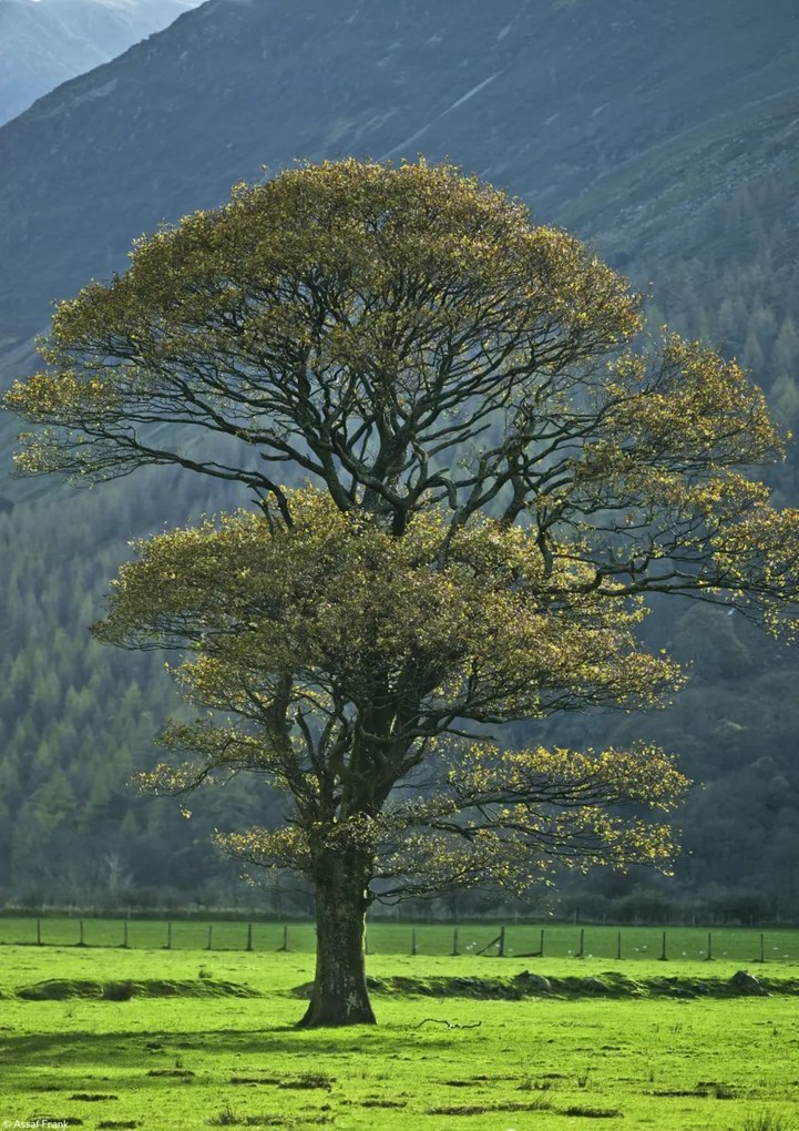 Poszter 21x29,7cm Fa a mezőn, Assaf Frank
