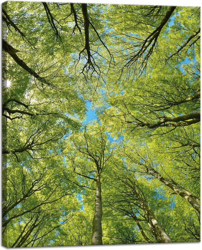Vászonkép Levelek Fák Zöld Nap Ég 40x50 cm