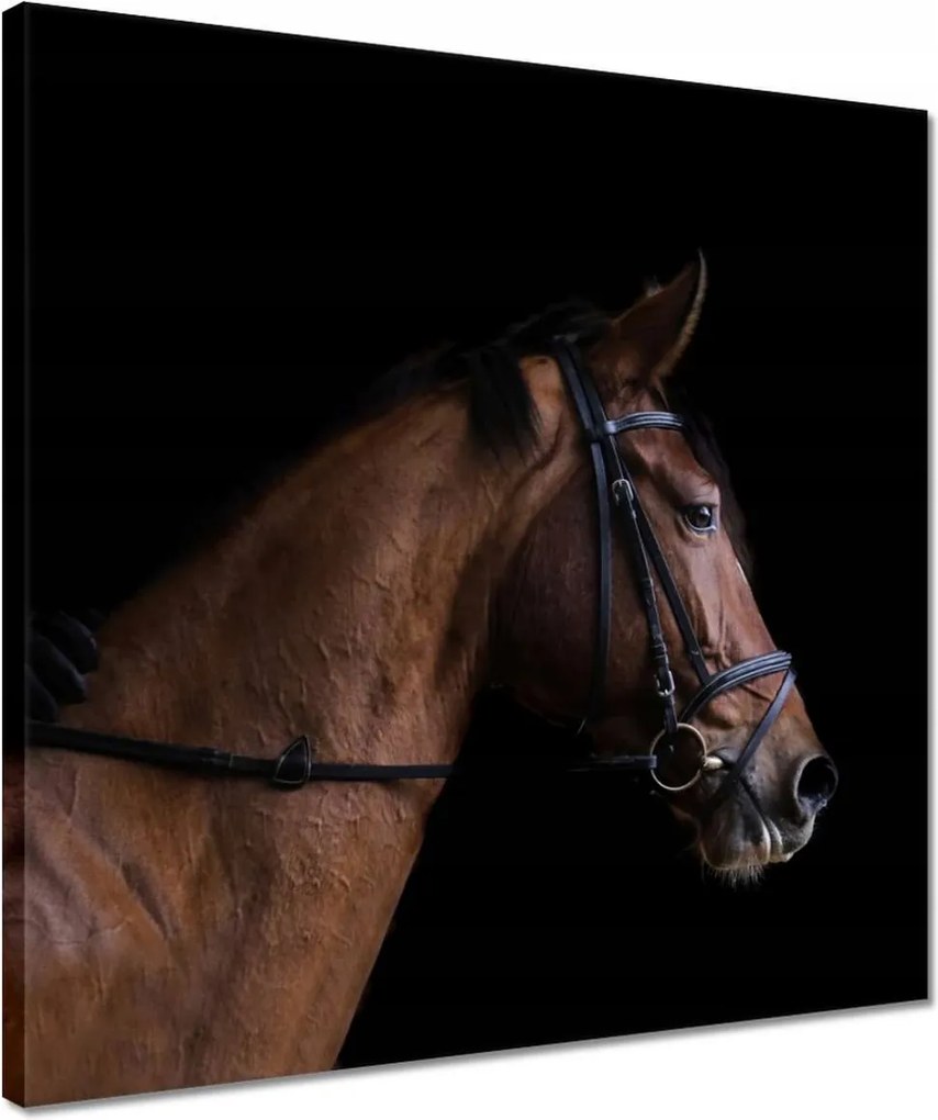Vászonkép 40x40 Lófej Ló Lovak