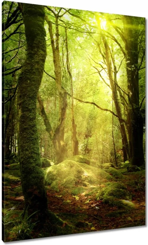 Vászonkép 70x100 Varázslatos erdő Tájkép