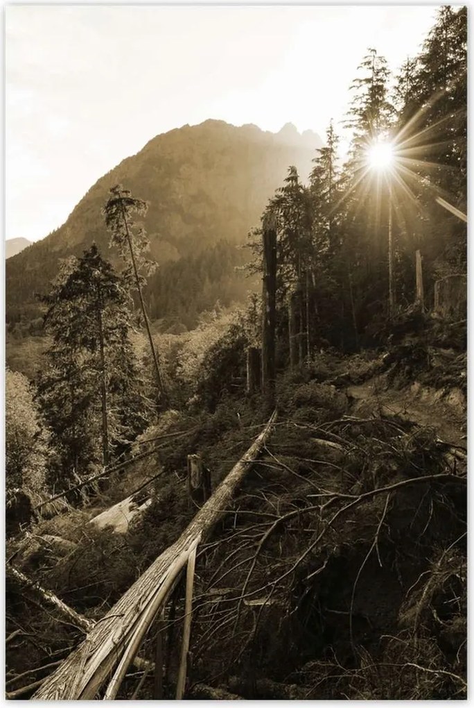 Poszterek 60x90 Szépia tájkép Szépia