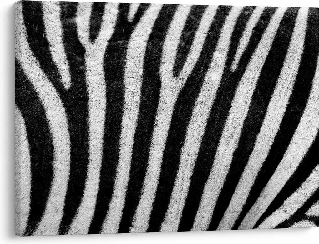 Kép egy zebra bőrről (70x50 cm)