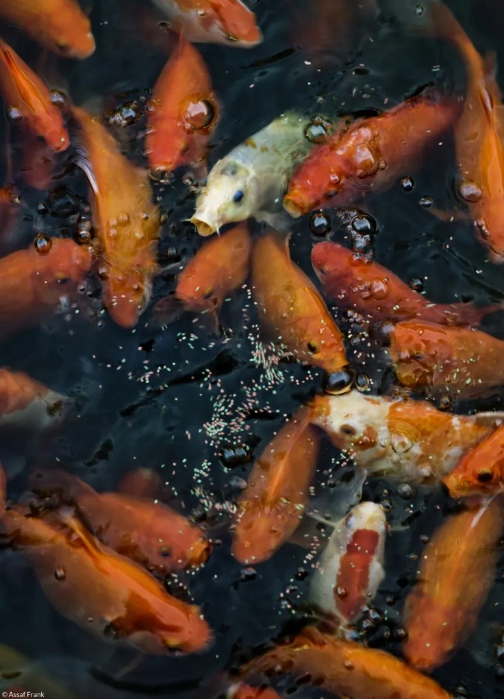 Poszter 20,5x28,4cm Aranyhalak gyülekeznek a felszínen, Assaf Frank